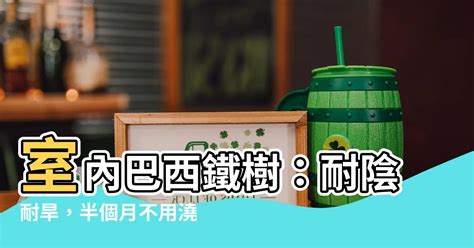 室內巴西鐵樹|【室內巴西鐵樹】室內巴西鐵樹：耐陰耐旱，半個月不。